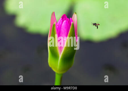 Lotus isolieren auf Hintergrund im Frühling Sommer, Vorderansicht von oben, technische Kosten. Stockfoto