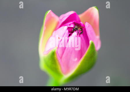 Lotus isolieren auf Hintergrund im Frühling Sommer, Vorderansicht von oben, technische Kosten. Stockfoto