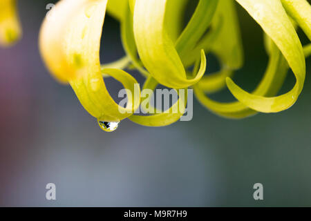 Weiß Champaka Blume auf Hintergrund im Frühling Sommer, Vorderansicht von oben, technische Kosten. Stockfoto