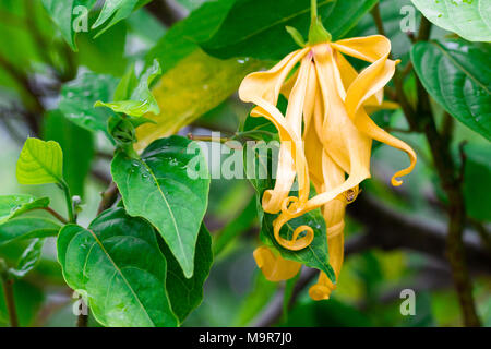 Weiß Champaka Blume auf Hintergrund im Frühling Sommer, Vorderansicht von oben, technische Kosten. Stockfoto