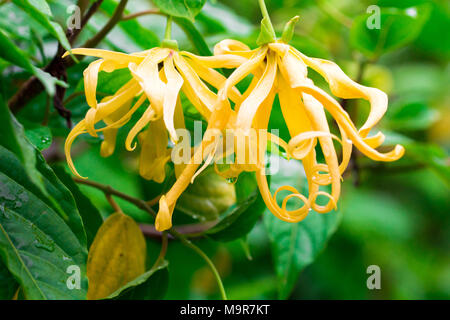 Weiß Champaka Blume auf Hintergrund im Frühling Sommer, Vorderansicht von oben, technische Kosten. Stockfoto