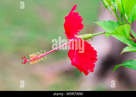 Schuh Blume, Hibiskus, chinesische Rose isolieren auf Hintergrund im Frühling Sommer, Vorderansicht von oben, technische Kosten. Stockfoto