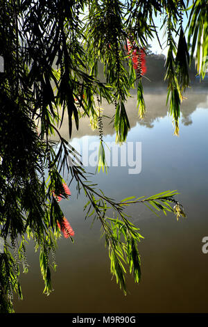 Schöne Willow Tree Blossom rote Blume entlang als Tho See, Stadt Da Lat, Vietnam in Morgen, Zweig der Baum weinend auf Wasser im Frühjahr Stockfoto