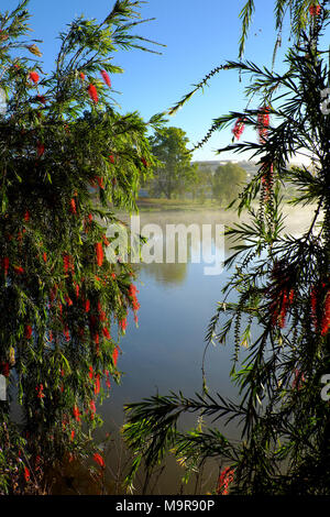 Schöne Willow Tree Blossom rote Blume entlang als Tho See, Stadt Da Lat, Vietnam in Morgen, Zweig der Baum weinend auf Wasser im Frühjahr Stockfoto