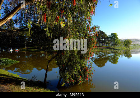 Schöne Willow Tree Blossom rote Blume entlang als Tho See, Stadt Da Lat, Vietnam in Morgen, Zweig der Baum weinend auf Wasser im Frühjahr Stockfoto