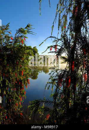 Schöne Willow Tree Blossom rote Blume entlang als Tho See, Stadt Da Lat, Vietnam in Morgen, Zweig der Baum weinend auf Wasser im Frühjahr Stockfoto