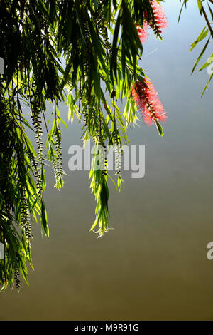 Schöne Willow Tree Blossom rote Blume entlang als Tho See, Stadt Da Lat, Vietnam in Morgen, Zweig der Baum weinend auf Wasser im Frühjahr Stockfoto