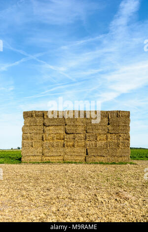 Eine Wand aus rechteckigen Ballen Stroh in einem Feld gestapelt, bevor sie ins Tierheim transportiert wird. Stockfoto