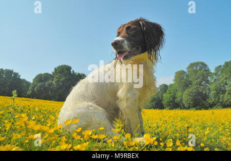 Ein Springer Spaniel hund in einem Feld von buttercup Blumen sitzen Stockfoto