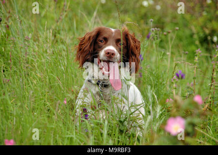 Ein glückliches Haustier Springer Spaniel sitzen in einer Wiese im Sommer Stockfoto