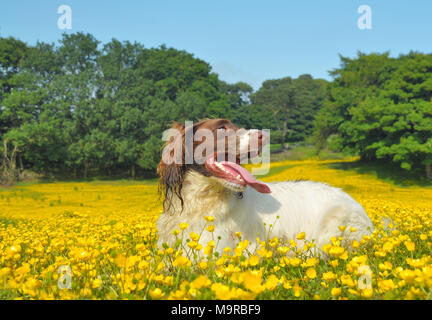 Eine heiße keuchend Springer Spaniel hund in einem Feld von buttercup Blumen sitzen Stockfoto