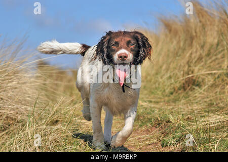 Ein Hund mit einem sandigen Strand Fußweg unter Gras Trab Stockfoto