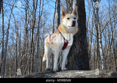 Schöner Hund trägt ein Schlitten, Kabelbaum, stehend auf einem Baum Beobachten der Umwelt. Stockfoto