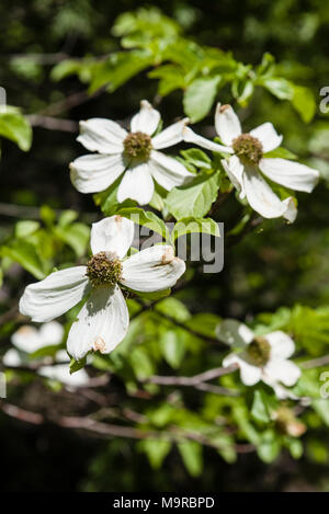 Pacific Hartriegel, Cornus nuttallii blüht in der Nähe des Mckenzie River im südlichen Oregon Stockfoto