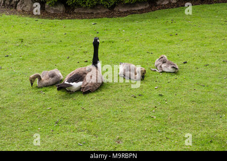 Kanada Gans mit drei Gänschen ruht in einer grünen Wiese. Stockfoto