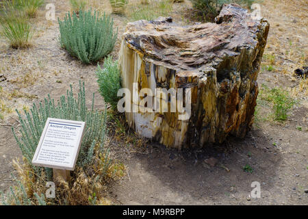 Versteinertes Holz auf der Thomas Condon Paläontologie-mitte. John Day Fossil Beds, Mitchell, Oregon Stockfoto