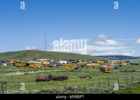 Junk Yard von gelben Schulbusse Warten auf Teile verschrottet werden Stockfoto