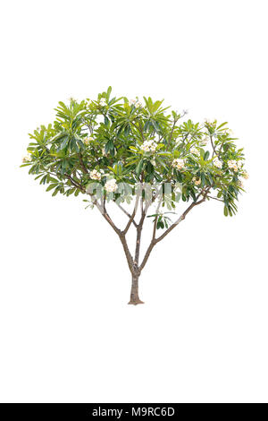 Closeup Plumeria tree auf weißem Hintergrund Stockfoto