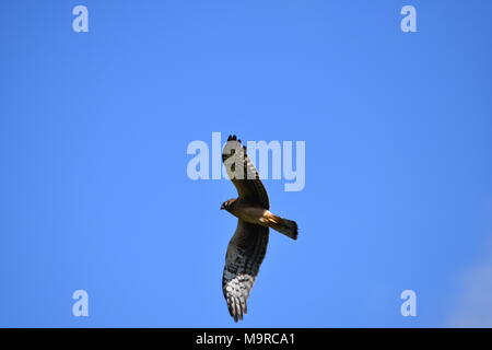 Eine red tailed Hawk in einem klaren blauen Himmel bei Tennessee Valley, Marin County, Kalifornien fliegen. Stockfoto