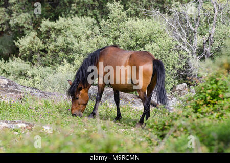 Frei lebende Garrano Pferde in Faia Brava Nature Reserve, Western Iberia rewilding, Portugal Stockfoto