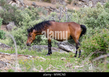 Frei lebende Garrano Pferde in Faia Brava Nature Reserve, Western Iberia rewilding, Portugal Stockfoto