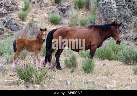 Frei lebende Garrano Pferde in Faia Brava Nature Reserve, Western Iberia rewilding, Portugal Stockfoto