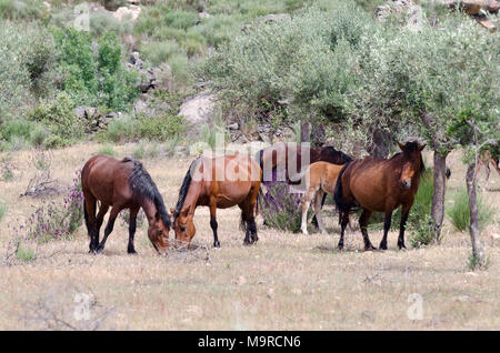 Frei lebende Garrano Pferde in Faia Brava Nature Reserve, Western Iberia rewilding, Portugal Stockfoto