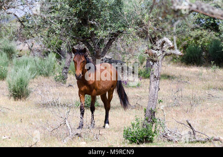 Frei lebende Garrano Pferde in Faia Brava Nature Reserve, Western Iberia rewilding, Portugal Stockfoto