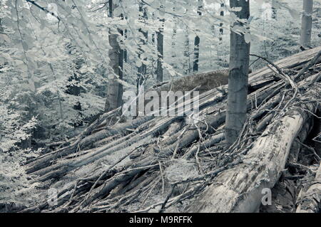 Eine alte - Wachstum Europäischer Buchenwald auf den felsigen Hängen des Jizerske hory Mts., Tschechien, National Nature Reserve Jizerskohorske buciny. Echten inf Stockfoto