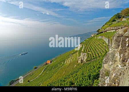 Europa, Schweiz, Waadt (VD), Saint-Saphorin, Route de la Corniche, Weingärten, Wein Terrassen, Genfer See, Steamboat, La Suisse, Bäume, Landschaft, ein Stockfoto