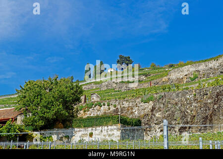 Europa, Schweiz, Waadt (VD), Saint-Saphorin, Route Cantonale Vevey-Forel Lavaux, Weingärten, Wein Terrassen, Bäume, Gebäude, Landschaft, Landwirtschaft Stockfoto