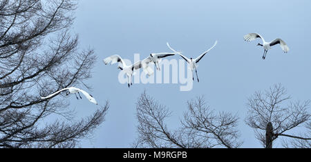 Die rot-gekrönten Kranich im Flug auf dem Hintergrund des blauen Himmels. Winter Saison. Wissenschaftlicher Name: Grus japonensis, auch die japanischen Kran oder Mandschu genannt Stockfoto