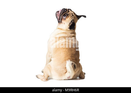 Männliche pug dog Isolated On White Stockfoto