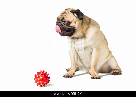 Männliche mops Hund auf Weiß mit roten Ball Spielzeug isoliert Stockfoto