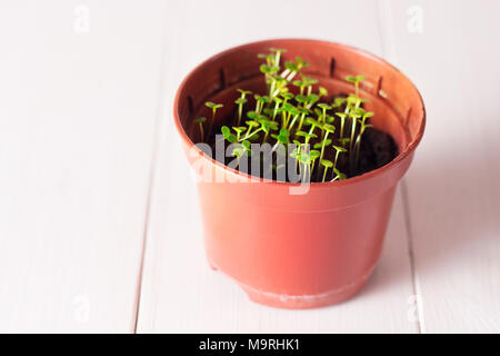 Keimlinge von vergissmeinnicht Blume in einem Kunststoffbehälter mit white label Stockfoto