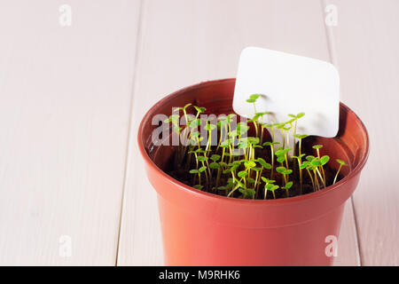 Keimlinge von vergissmeinnicht Blume in einem Kunststoffbehälter mit white label Stockfoto