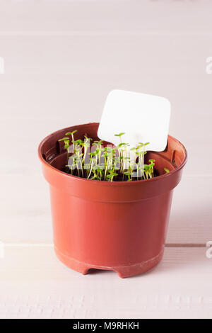 Keimlinge von vergissmeinnicht Blume in einem Kunststoffbehälter mit white label Stockfoto