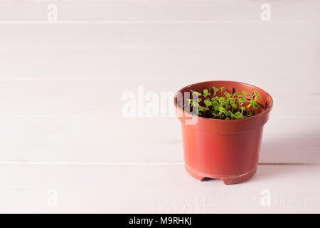 Keimlinge von vergissmeinnicht Blume in einem Kunststoffbehälter mit white label Stockfoto