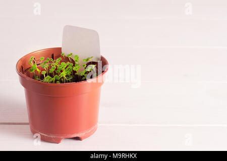 Keimlinge von vergissmeinnicht Blume in einem Kunststoffbehälter mit white label Stockfoto