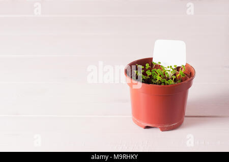 Keimlinge von vergissmeinnicht Blume in einem Kunststoffbehälter mit white label Stockfoto