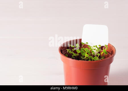 Keimlinge von vergissmeinnicht Blume in einem Kunststoffbehälter mit white label Stockfoto