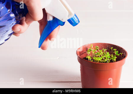 Keimlinge von vergissmeinnicht Blume in einem Kunststoffbehälter mit Feldspritze Stockfoto