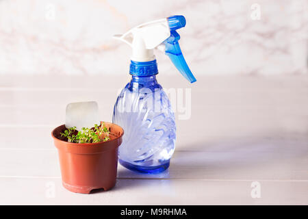 Keimlinge von vergissmeinnicht Blume in einem Kunststoffbehälter mit Feldspritze Stockfoto