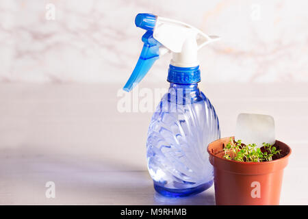 Keimlinge von vergissmeinnicht Blume in einem Kunststoffbehälter mit Feldspritze Stockfoto