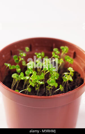 Keimlinge von vergissmeinnicht Blume in einem Kunststoffbehälter mit Wassertropfen Stockfoto