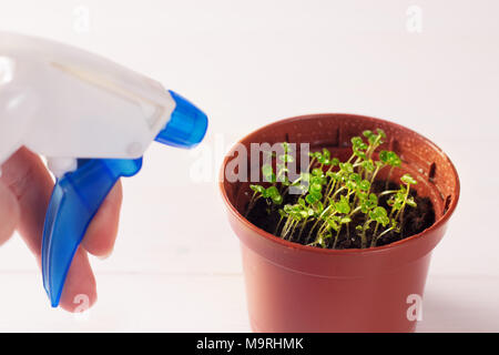 Keimlinge von vergissmeinnicht Blume in einem Kunststoffbehälter mit Feldspritze Stockfoto