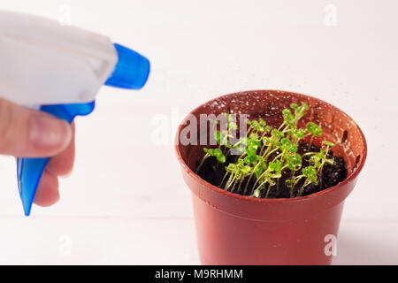 Keimlinge von vergissmeinnicht Blume in einem Kunststoffbehälter mit Feldspritze Stockfoto