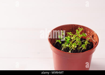 Keimlinge von vergissmeinnicht Blume in einem Kunststoffbehälter mit Wassertropfen Stockfoto