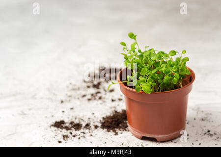 Keimlinge von vergissmeinnicht Blume in einem Kunststoffbehälter Stockfoto