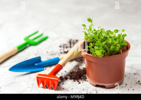 Keimlinge von vergissmeinnicht Blume in einem Kunststoffbehälter und Gartengeräte Stockfoto